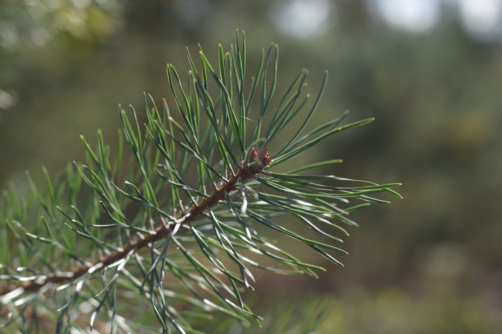 Nikon D7200 sample photo. Nature, sprig, tree photography