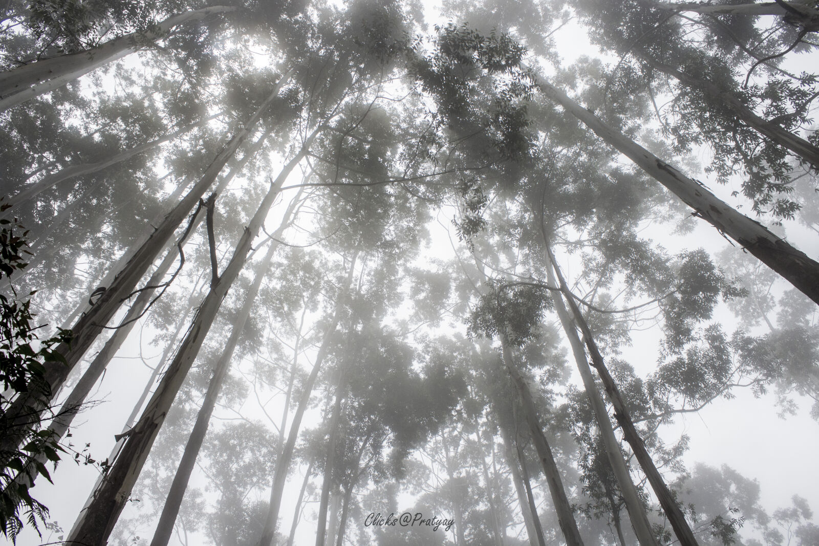 Canon EOS 700D (EOS Rebel T5i / EOS Kiss X7i) sample photo. Daylight, early, morning, forest photography