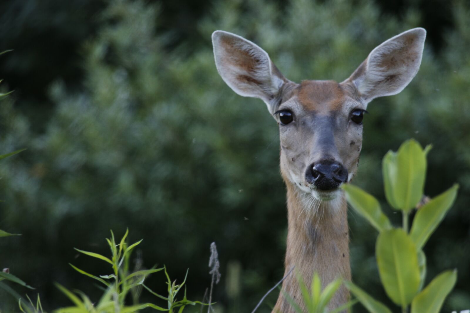 Canon EF 100-400mm F4.5-5.6L IS USM sample photo. Deer, forest, nature photography