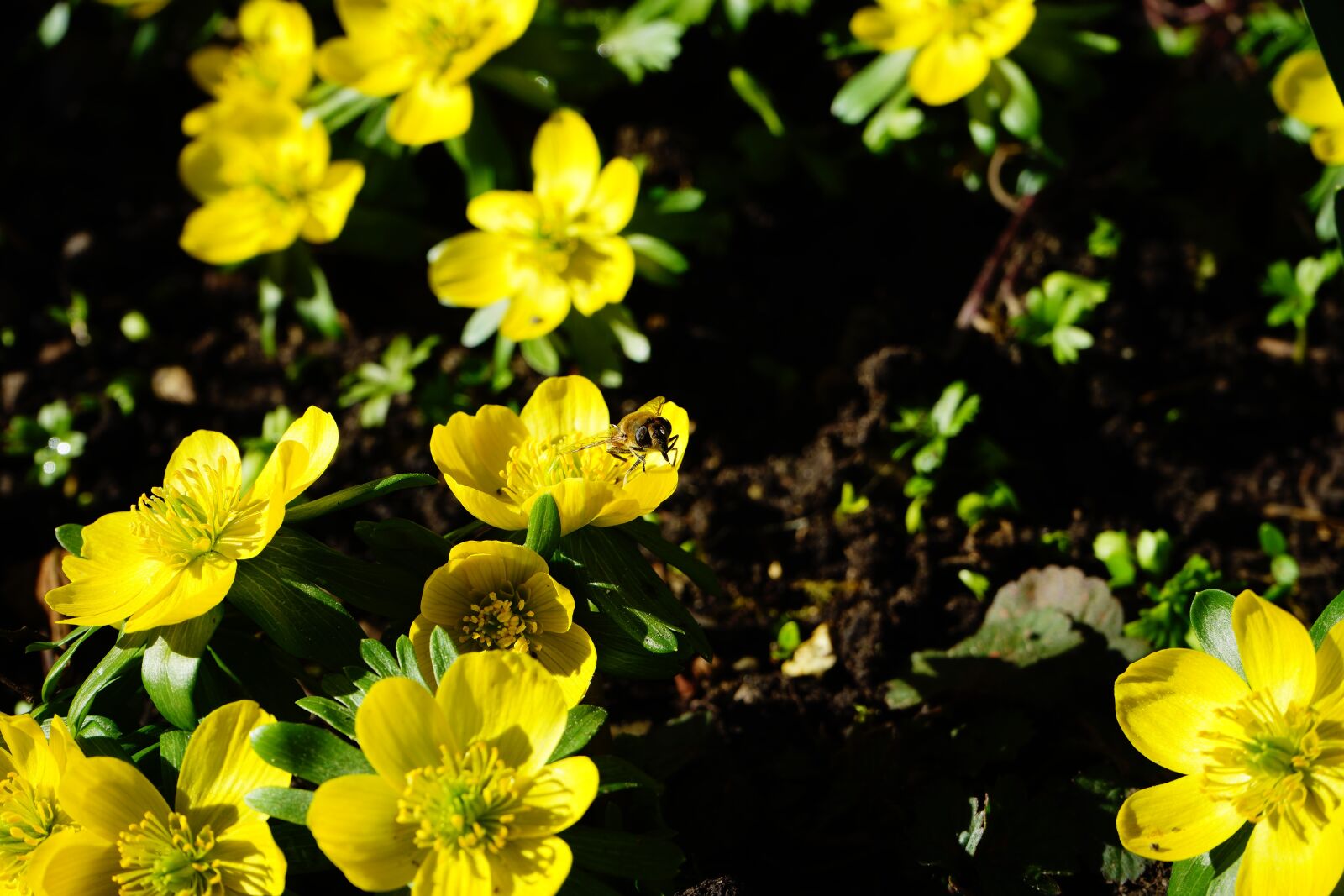Sony a7 sample photo. Winterling, flower, blossom photography