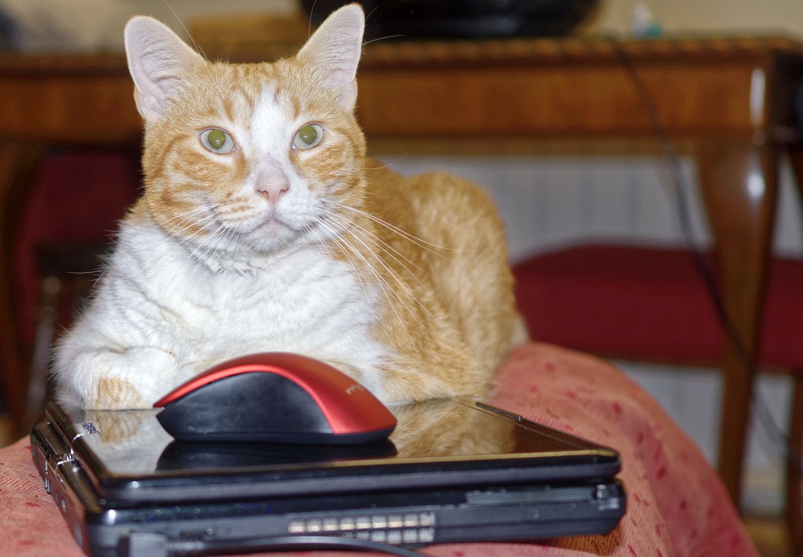 Nikon D5300 sample photo. Cat, pet, feline photography