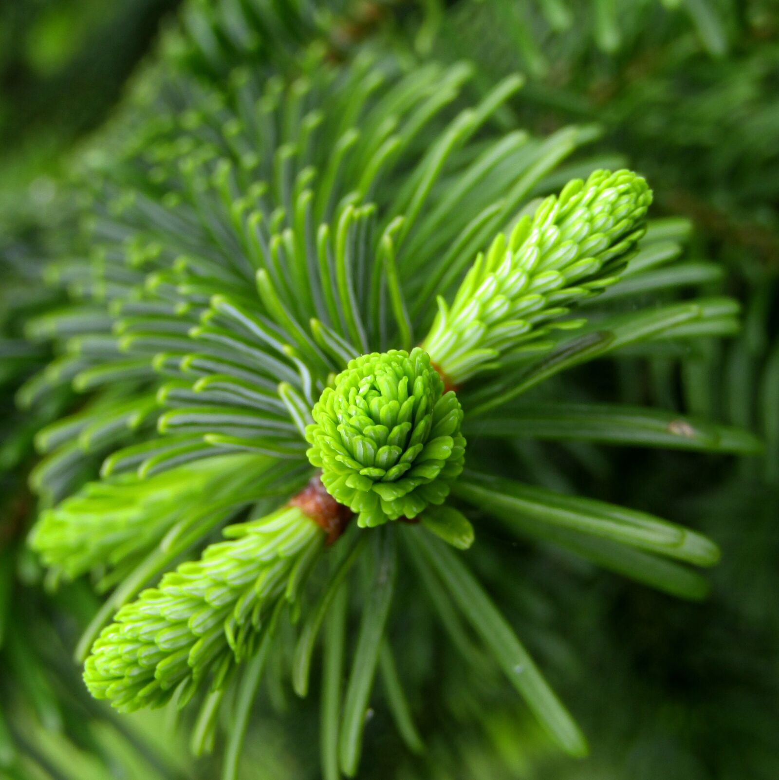 Canon POWERSHOT SX432 IS sample photo. Fir tree, fir tips photography