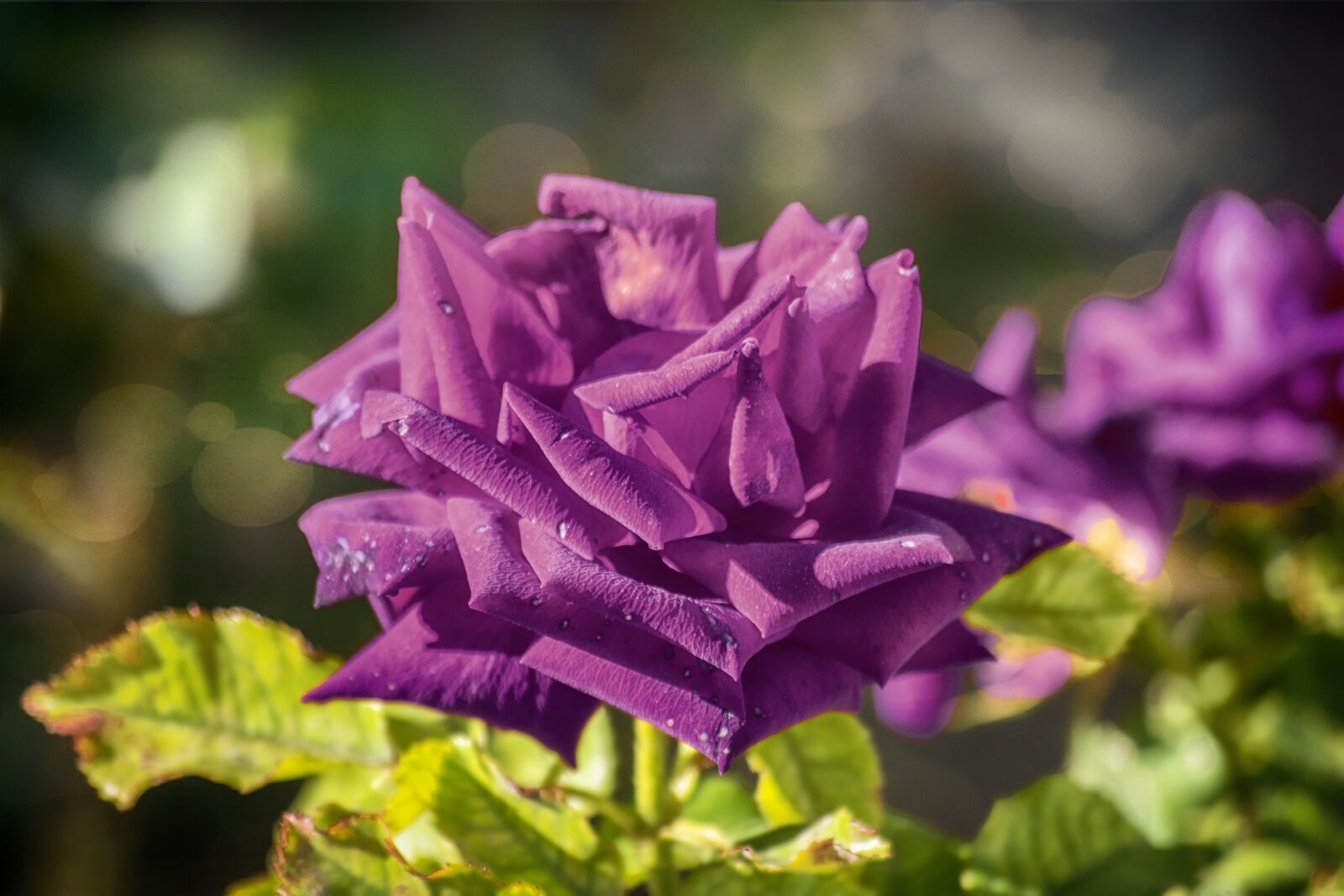 Nikon D3300 sample photo. Rosa, flower, plant photography