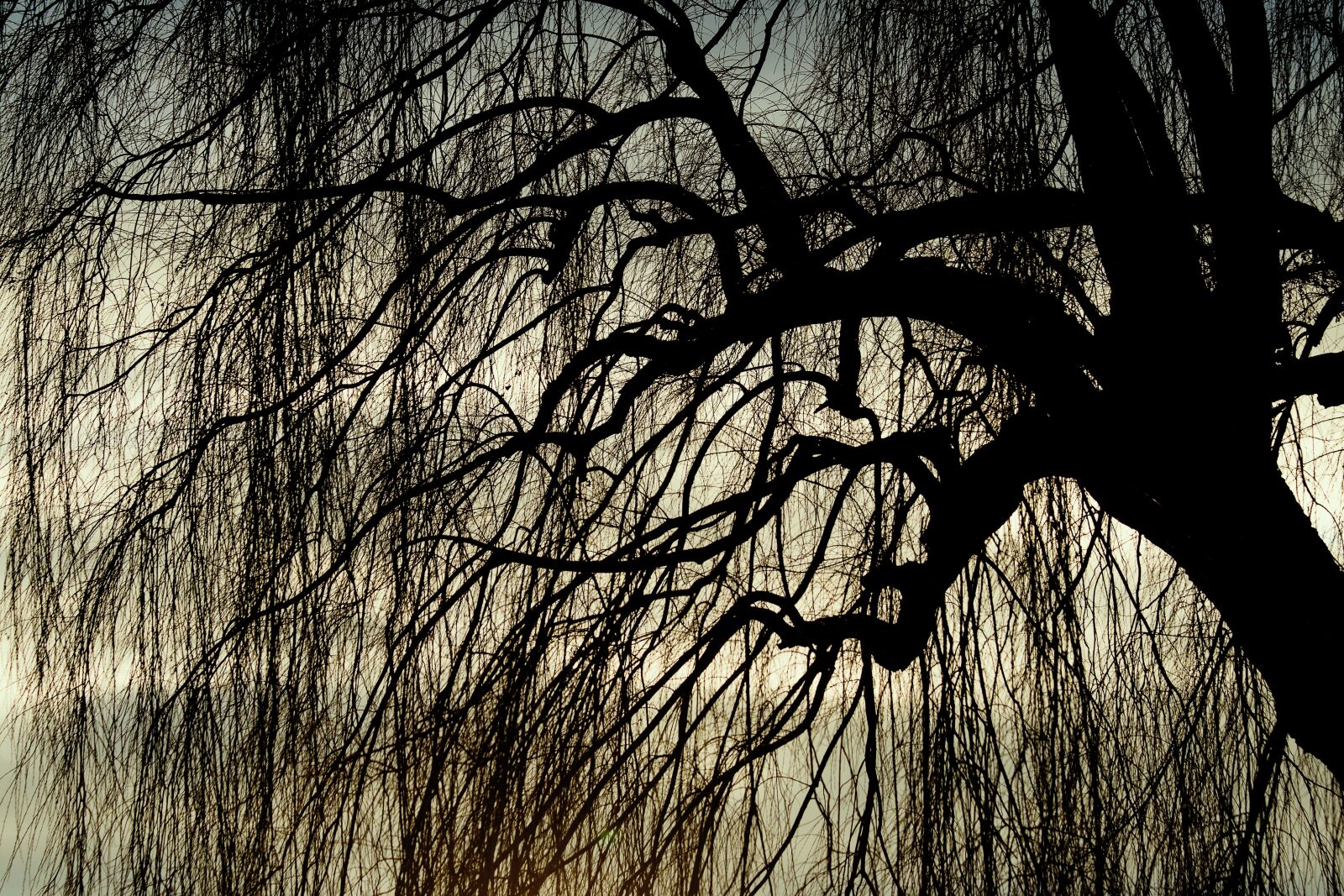 Canon EF 70-300mm F4-5.6 IS USM sample photo. Weeping willow, pasture, tree photography