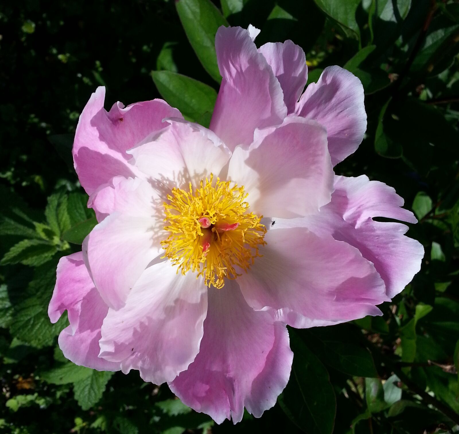 Samsung Galaxy Note2 sample photo. Flora, flower, garden photography