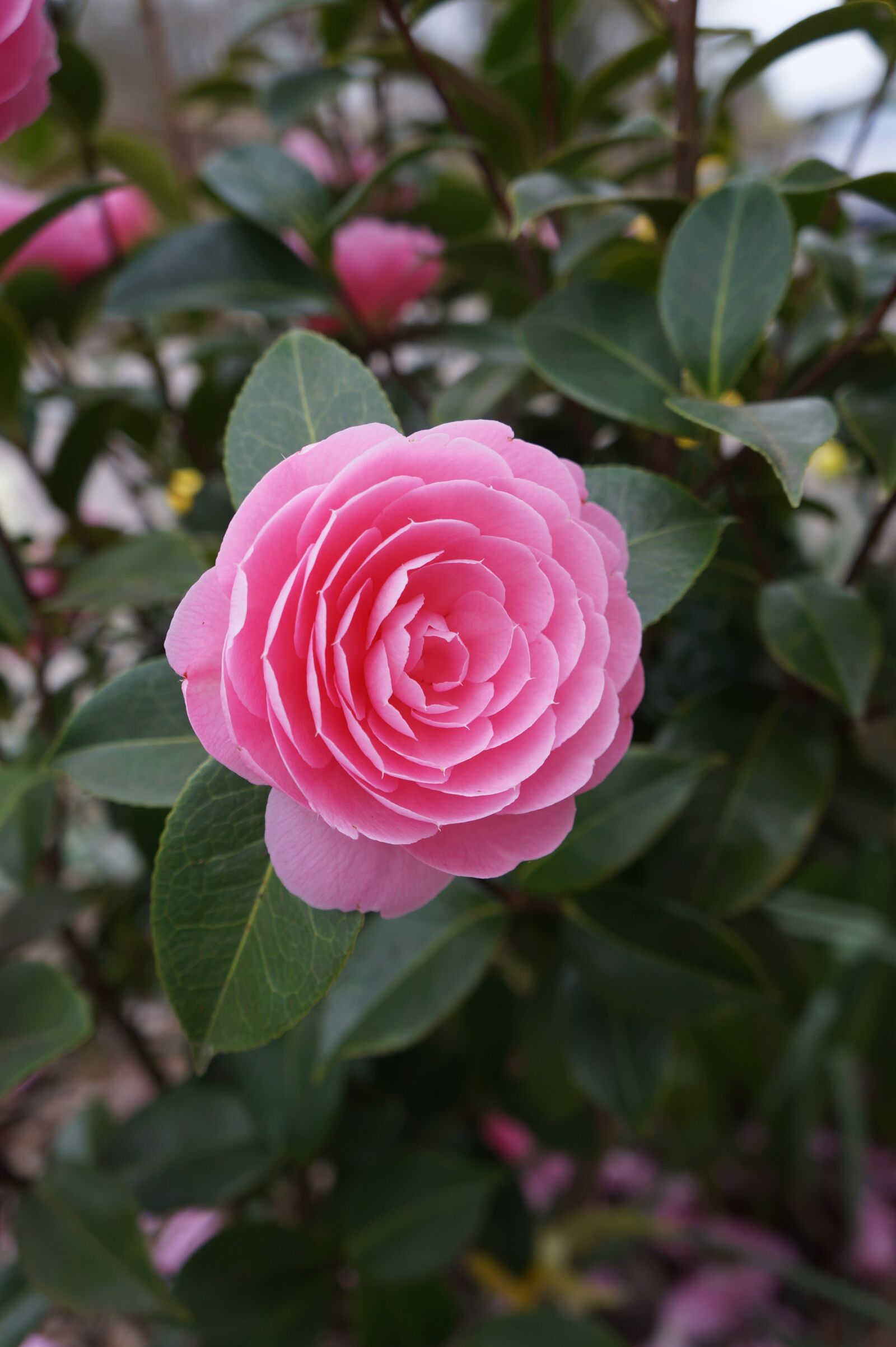 Sony Alpha a3000 sample photo. Flower, pink, hatching photography