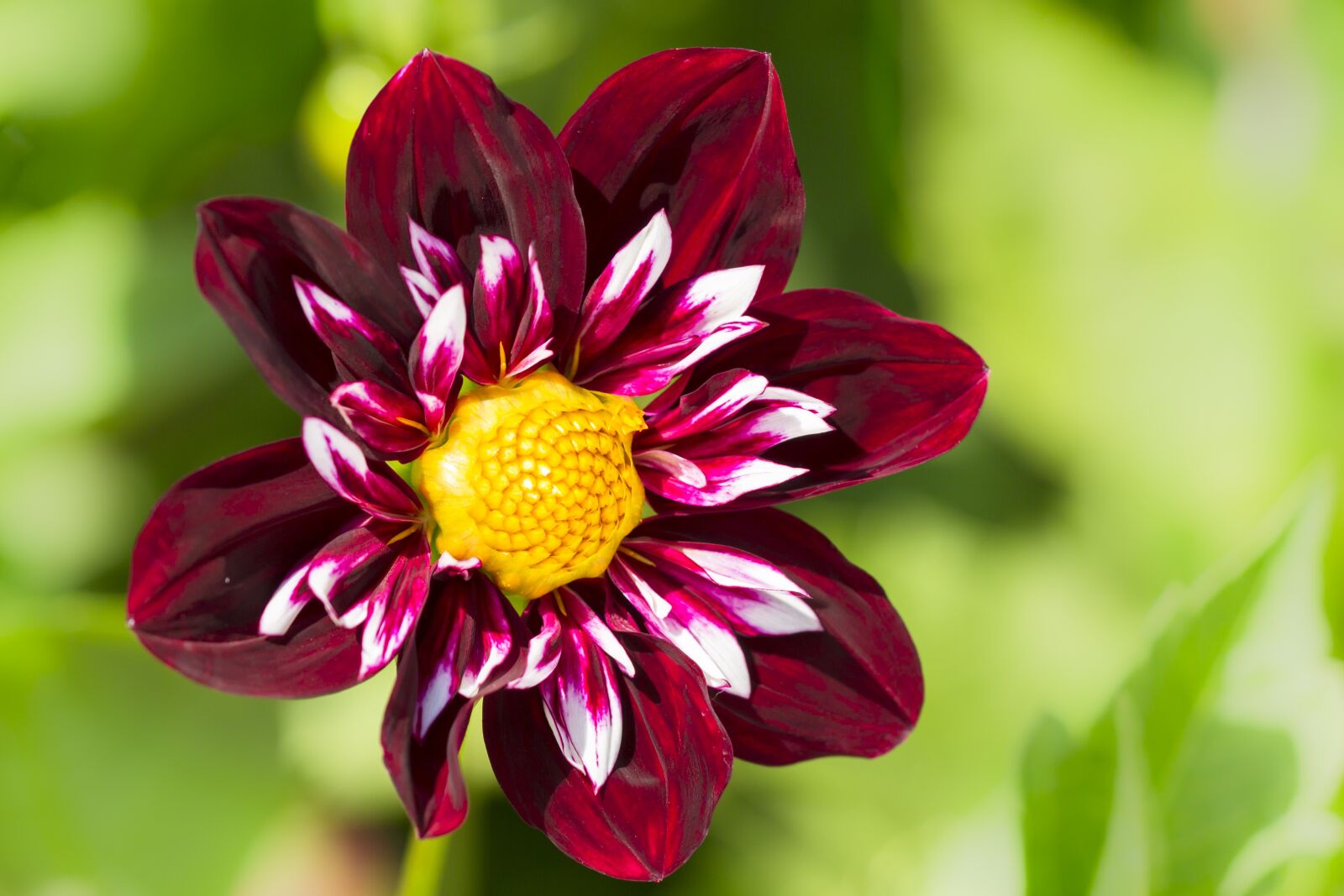 Canon EOS 7D sample photo. Dahlia, blossom, bloom photography