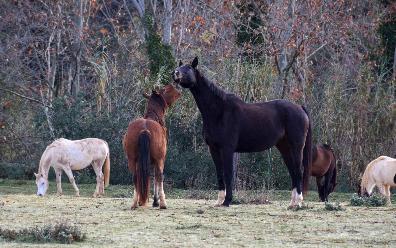 Nikon D5300 sample photo. Horse, playing, wild photography