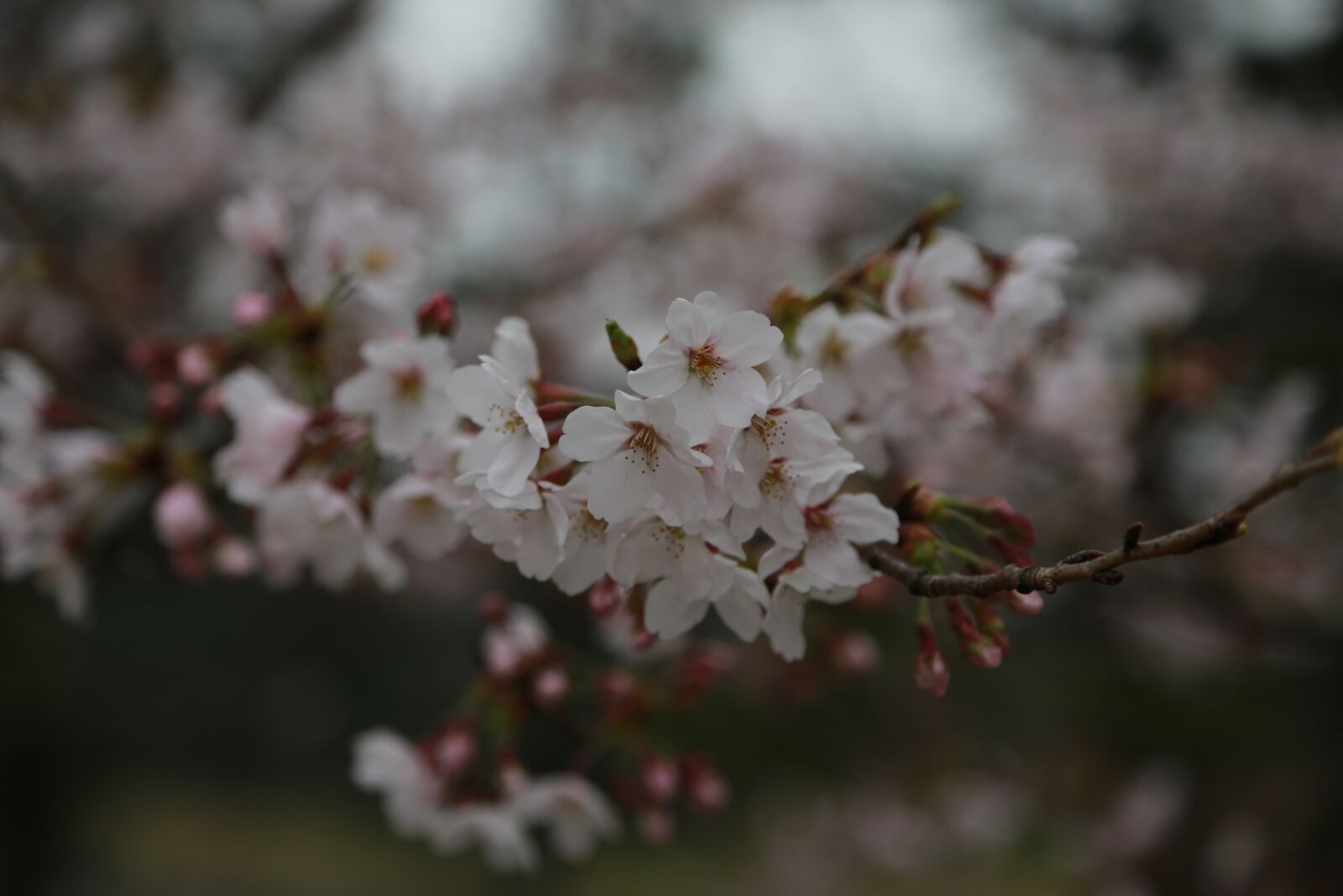 Canon EOS 6D + Canon EF 24-105mm F4L IS USM sample photo. Flowers, cherry tree, cherry photography