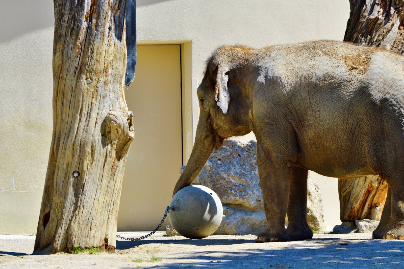 Nikon D3200 sample photo. Elephant, pachyderm, african bush photography