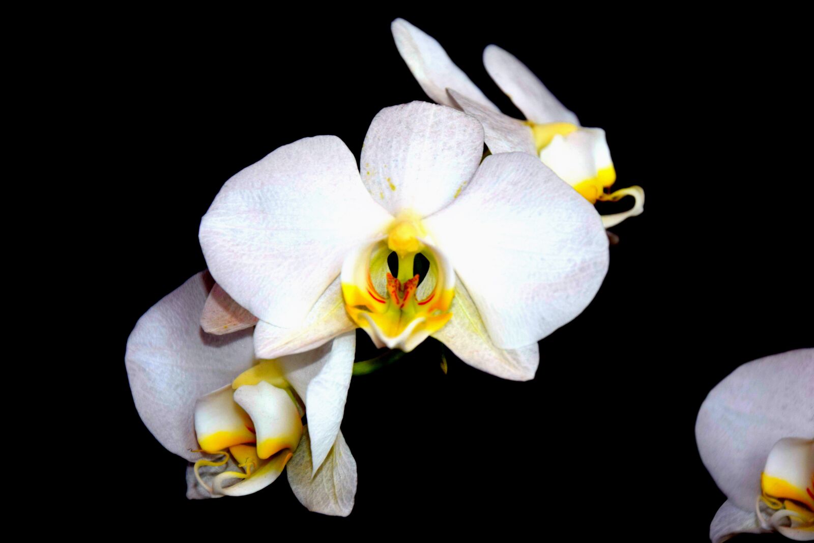 Nikon D3300 sample photo. Orchid, white, beauty photography