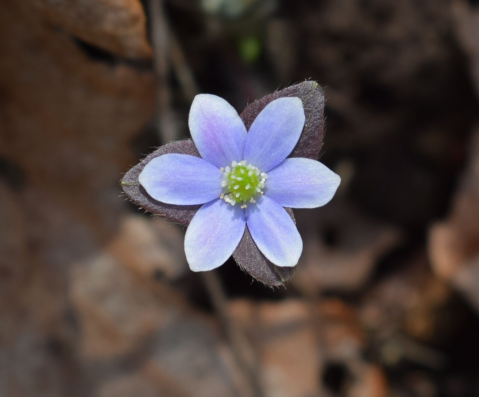 Nikon D3300 sample photo. Hepatica, newly opened, wildflower photography