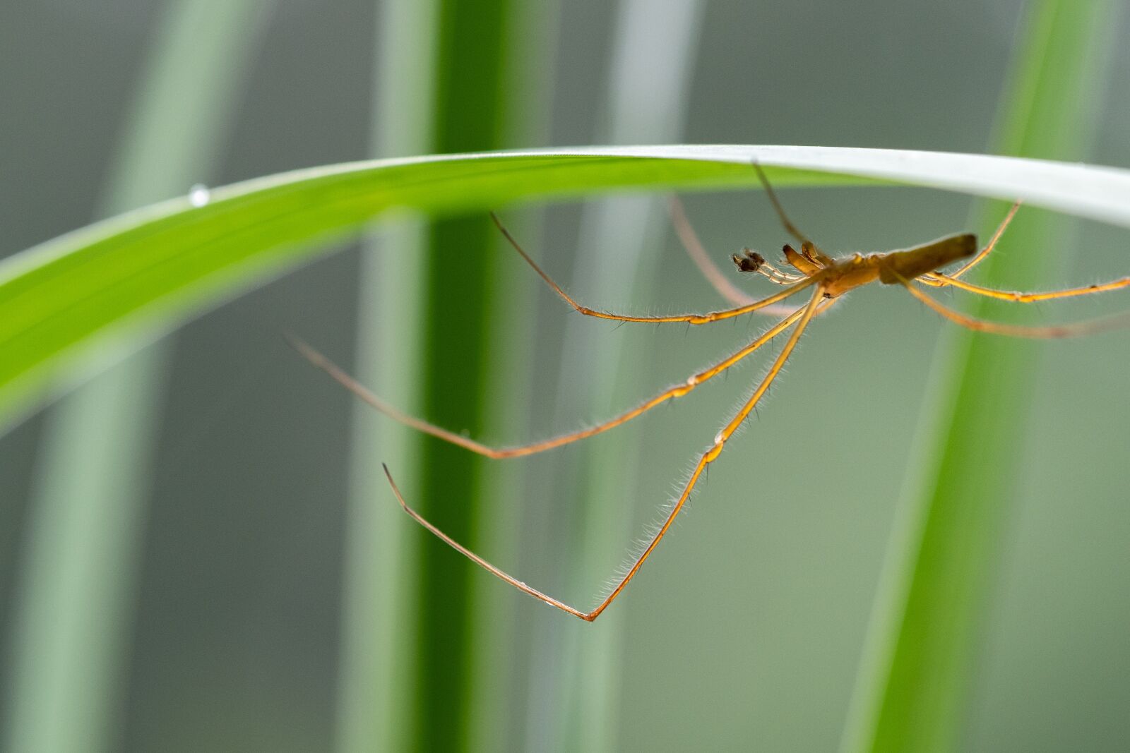 Fujifilm X-H1 sample photo. Spider, leaf, nature photography