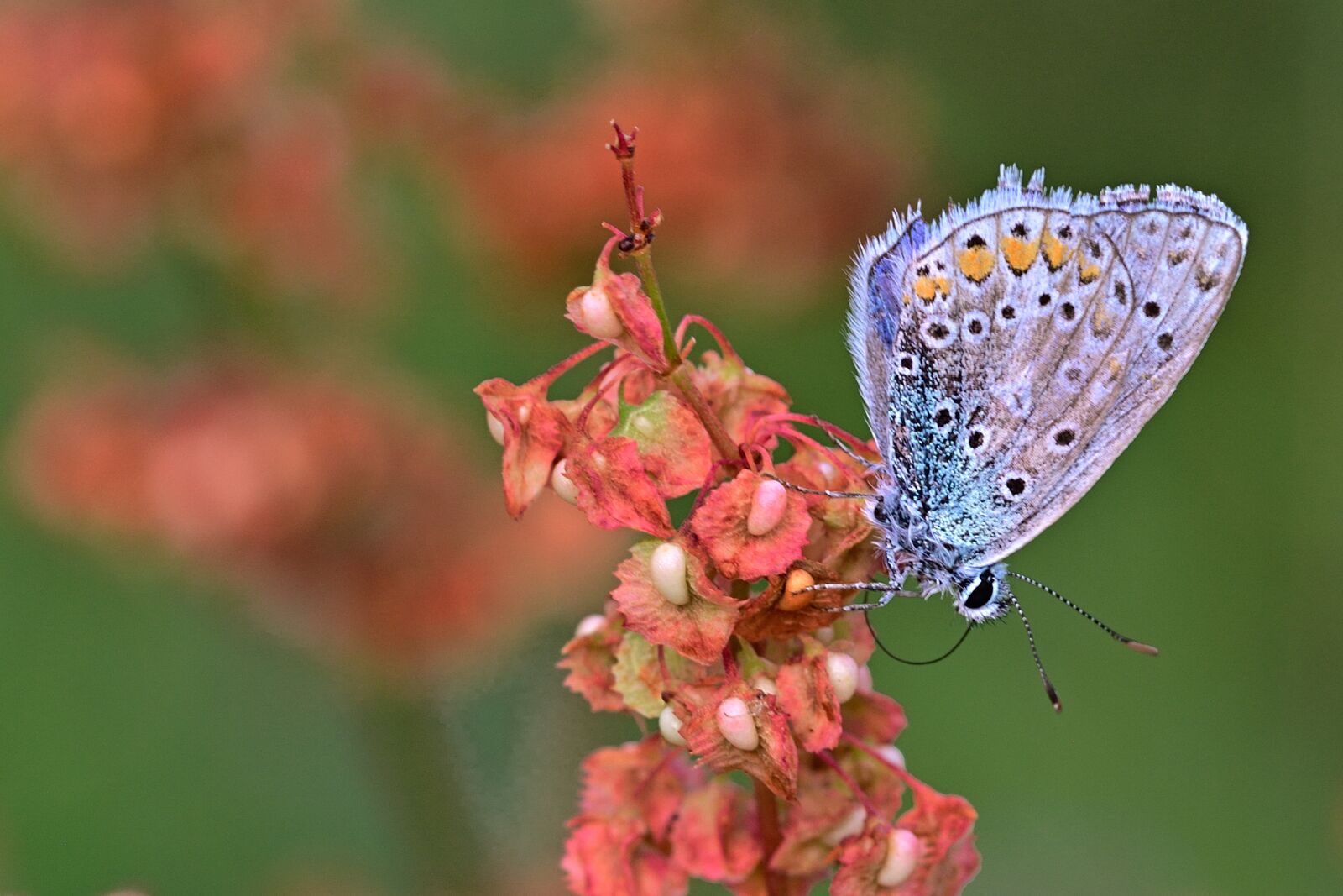 Nikon D5200 sample photo. Butterfly, common blue, close photography