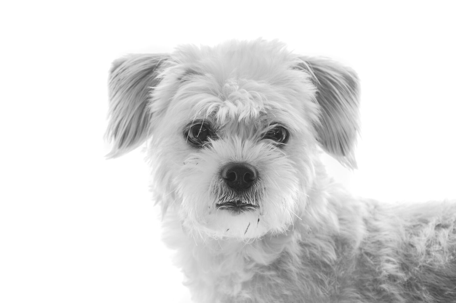 Nikon D3200 sample photo. Dog, pet, hybrid photography