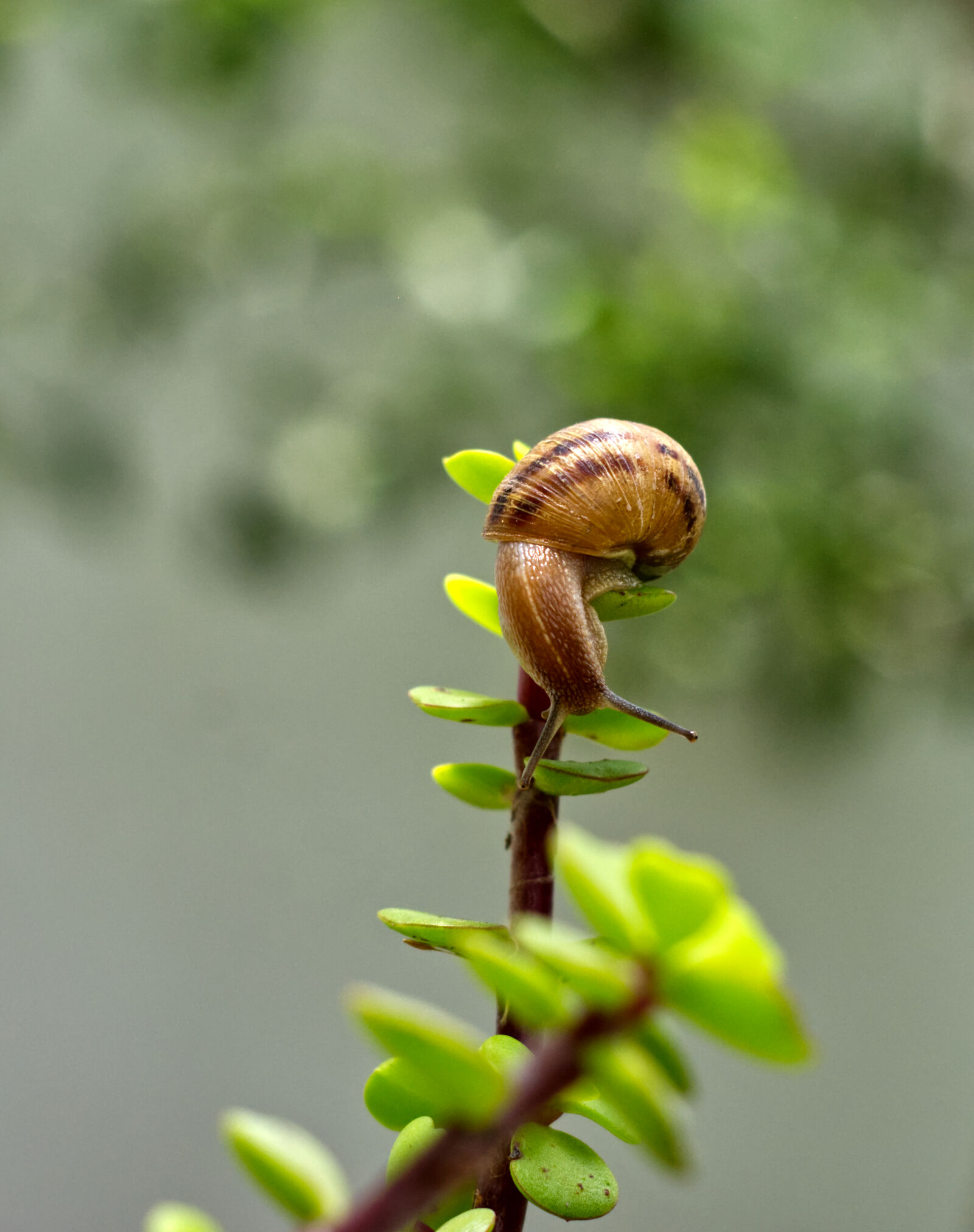 Nikon D7200 sample photo. Caracol serie 5 photography