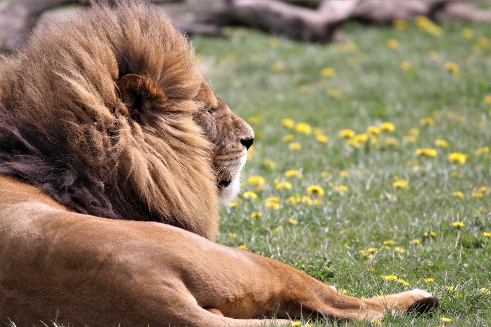 Canon EOS 80D sample photo. Lion, big cat, wildlife photography