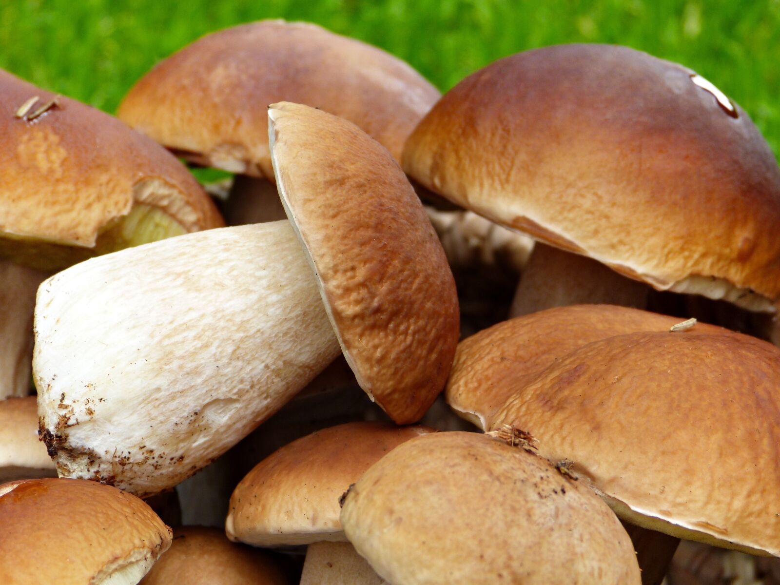 Panasonic Lumix DMC-FZ150 sample photo. Porcini mushrooms, fresh, close photography