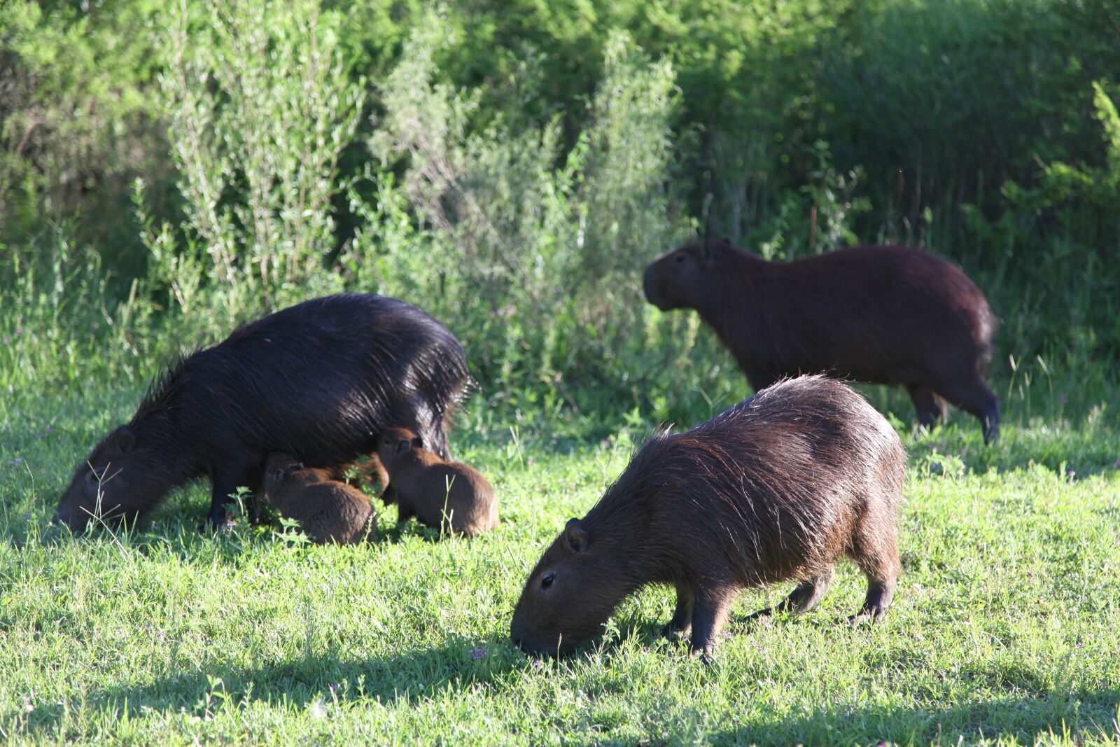 Canon EOS 5D Mark II sample photo. Capybara, wild life, animals photography