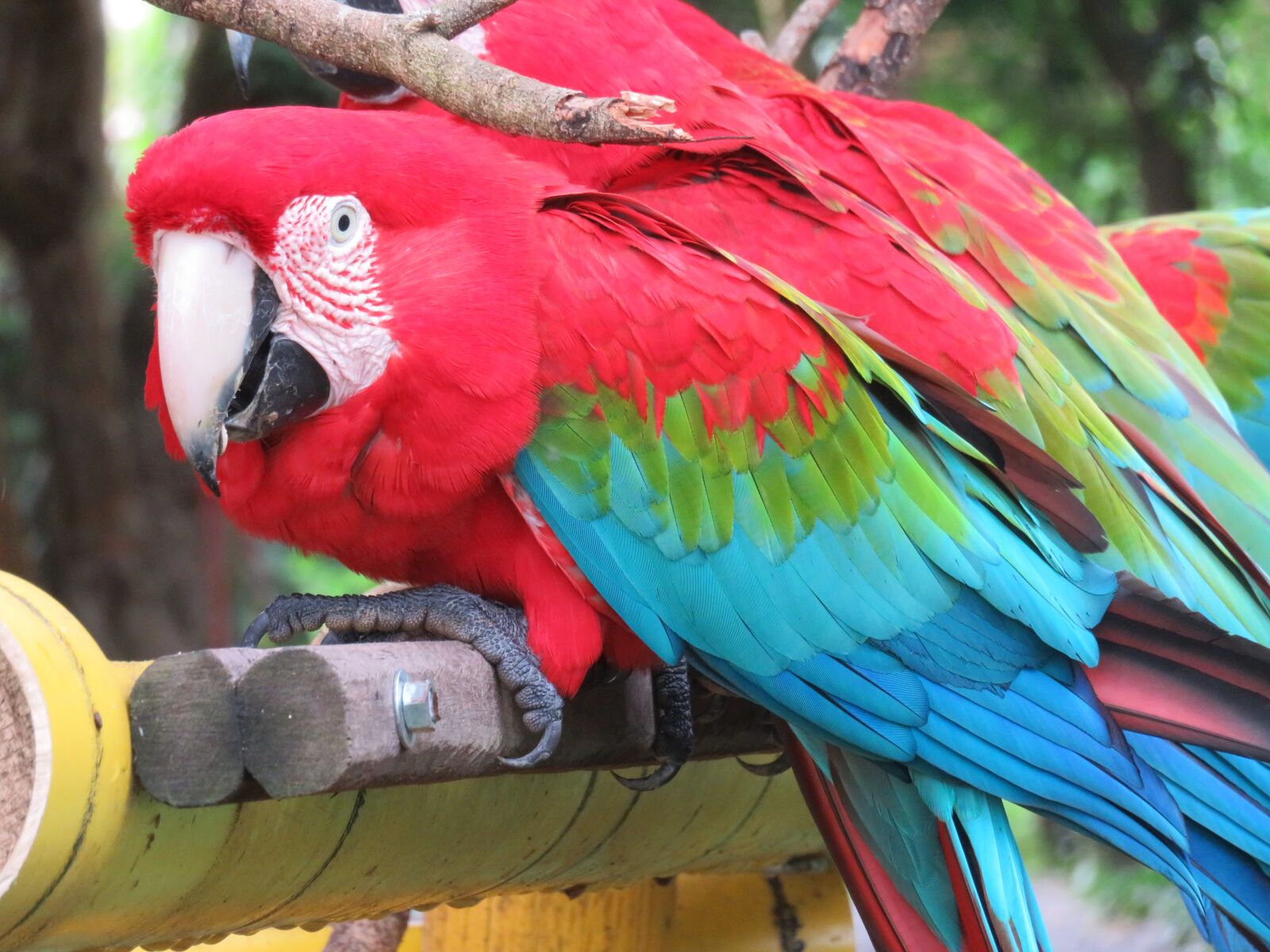 Canon PowerShot SX710 HS sample photo. Psittaciformes, birds, arara photography