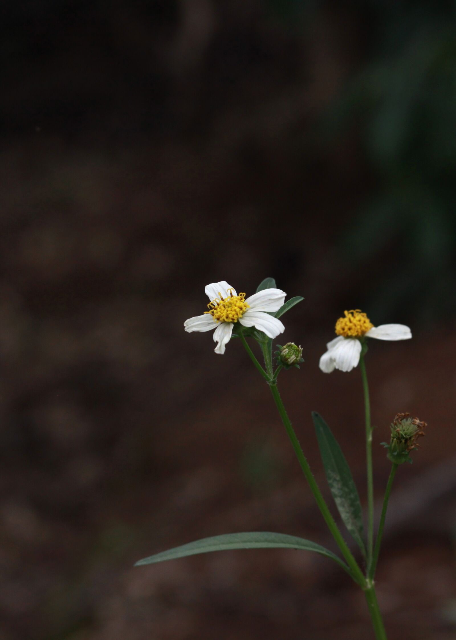Canon EOS 50D sample photo. Flower, grow, plant photography