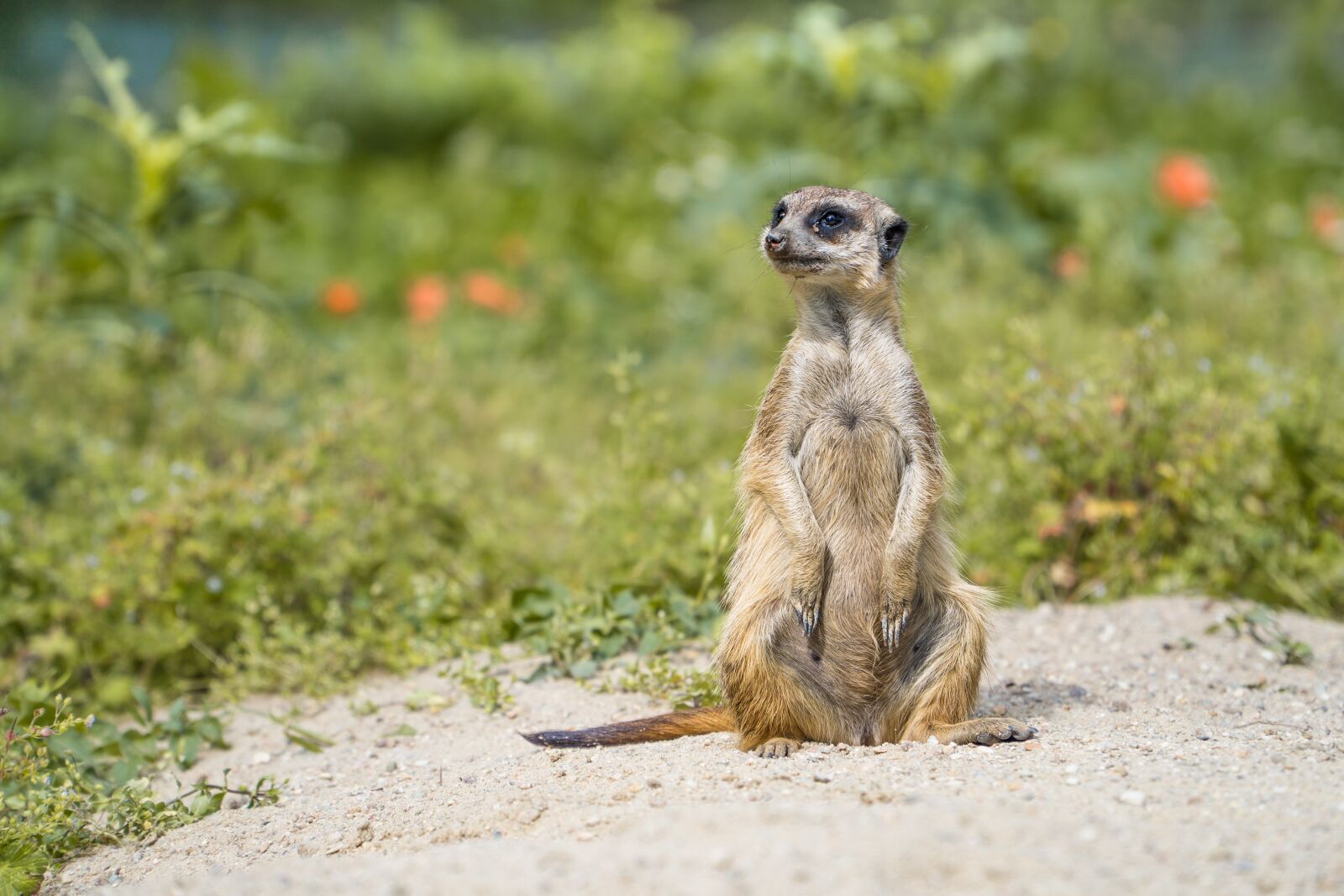 Sony a6000 + Sony E PZ 18-105mm F4 G OSS sample photo. Meerkat, herd, meerkats photography