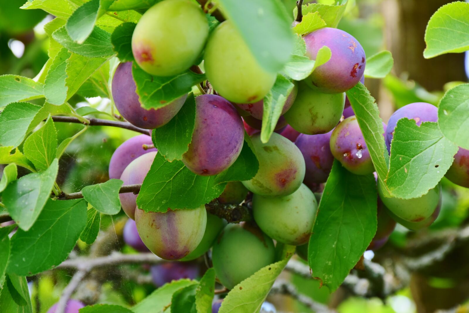 Nikon D7200 sample photo. Plums, immature, fruit photography