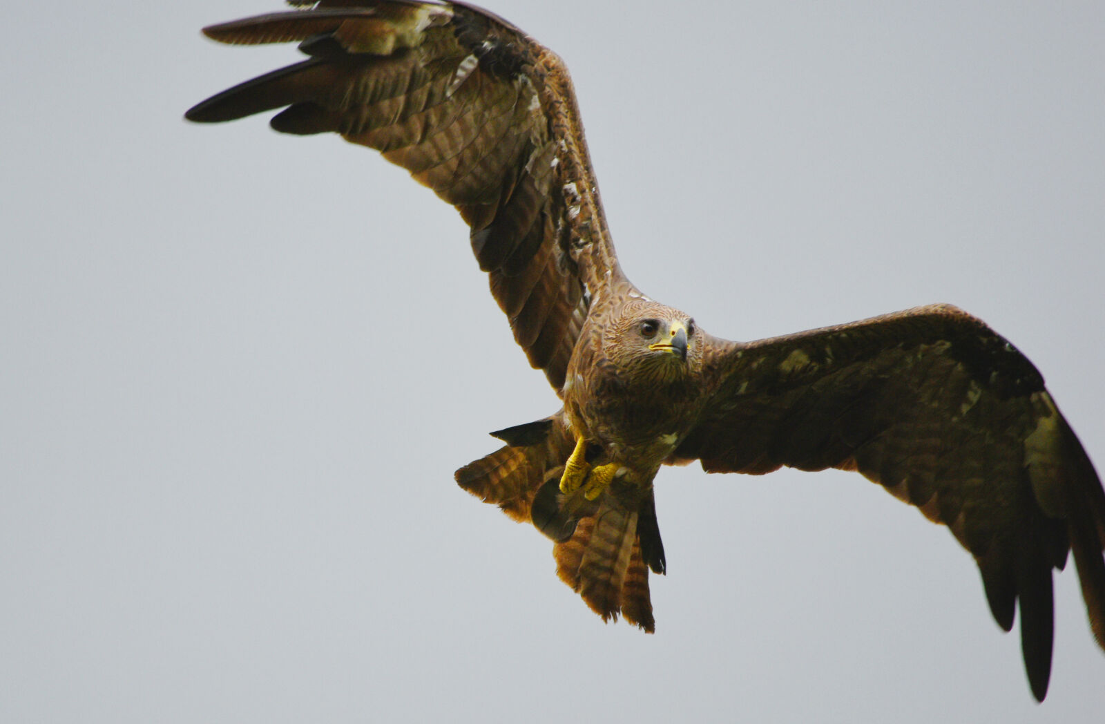 Nikon D5500 sample photo