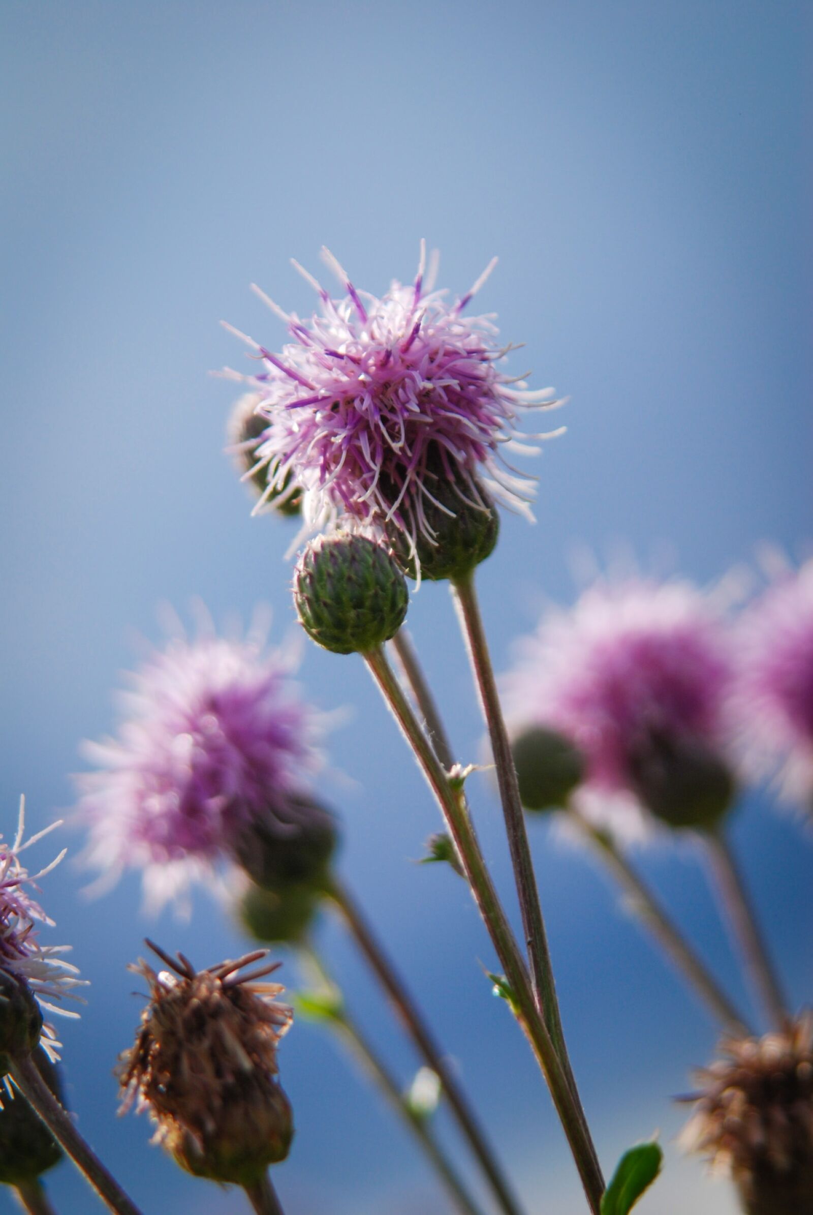 Nikon D80 sample photo. Thistle, thistles, plant photography