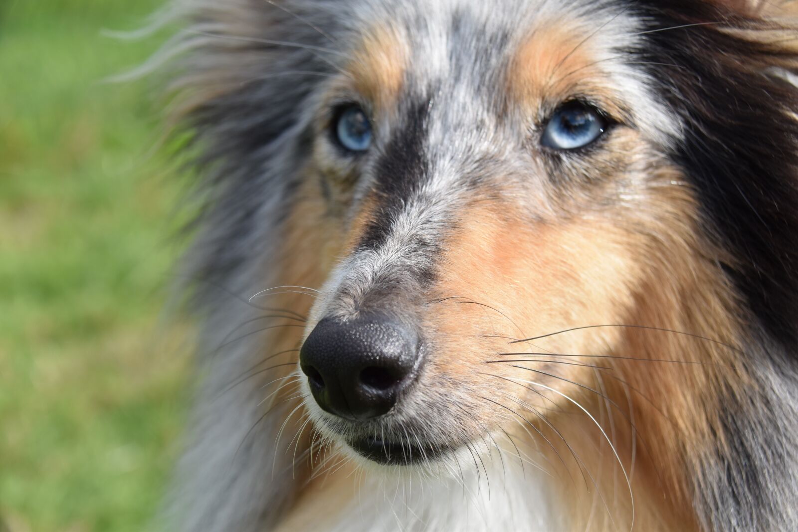 Nikon D5600 sample photo. Dog, shetland sheepdog, canine photography