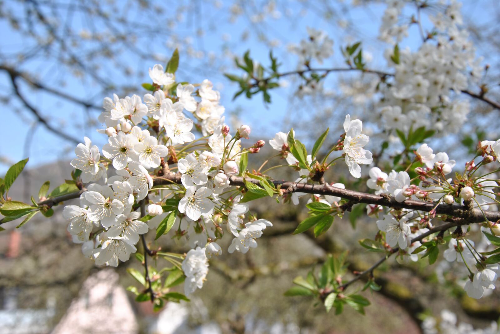 Nikon D3000 sample photo. Cherry, blossom, bloom photography