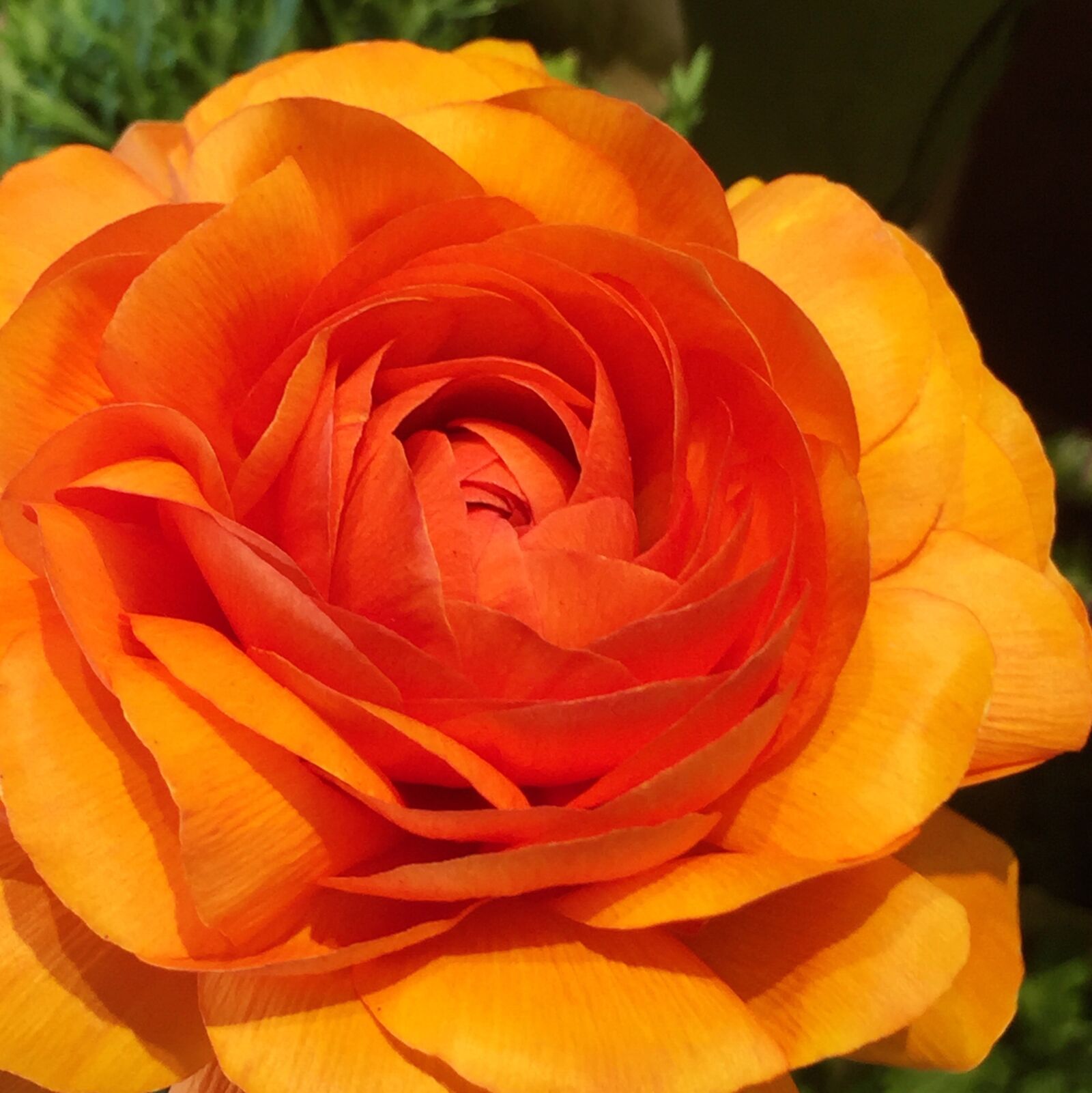 Apple iPhone 6 sample photo. Flower, rose, petal photography