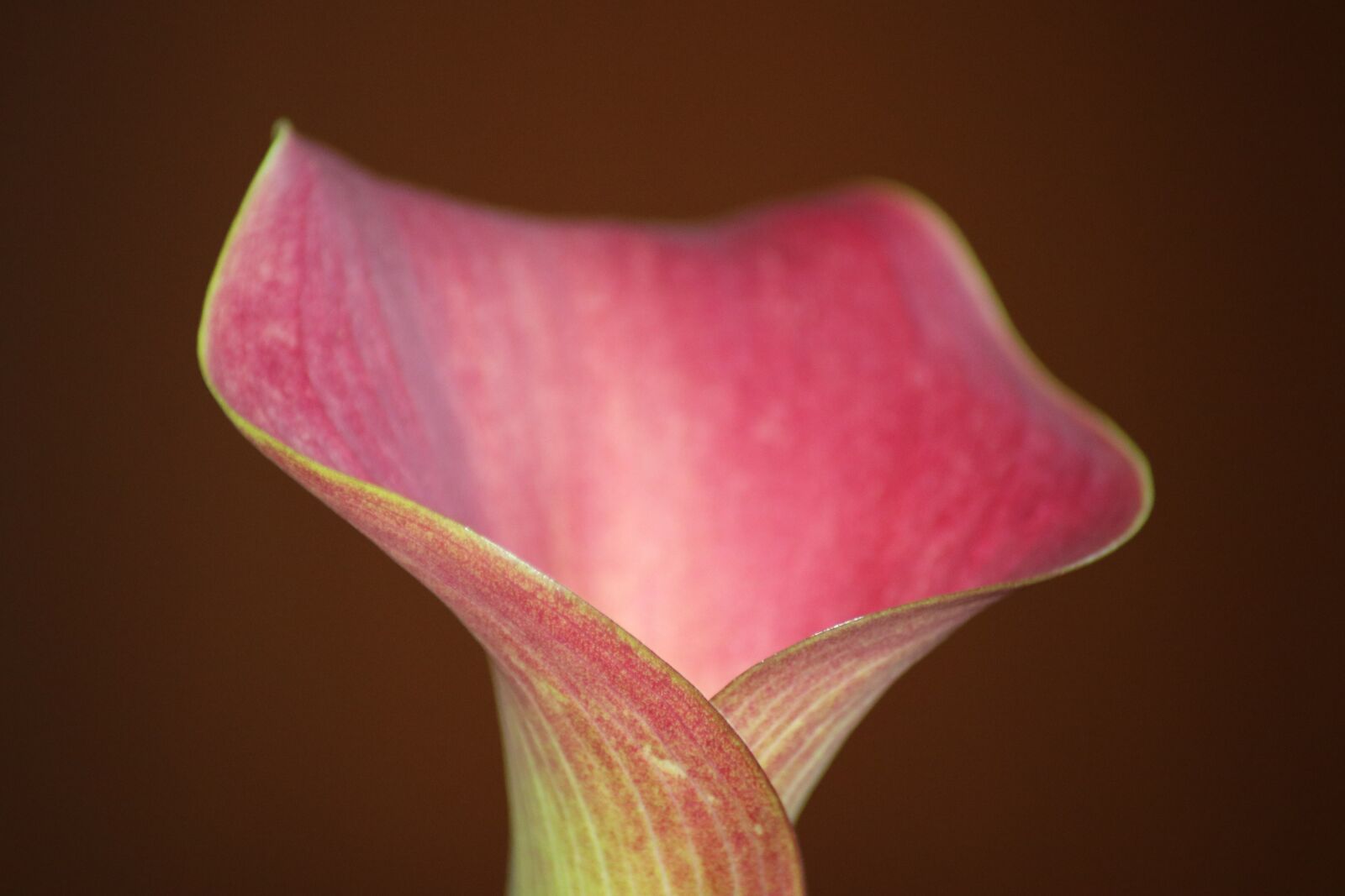 Canon EOS 80D sample photo. Zantedeschia, room calla, calla photography