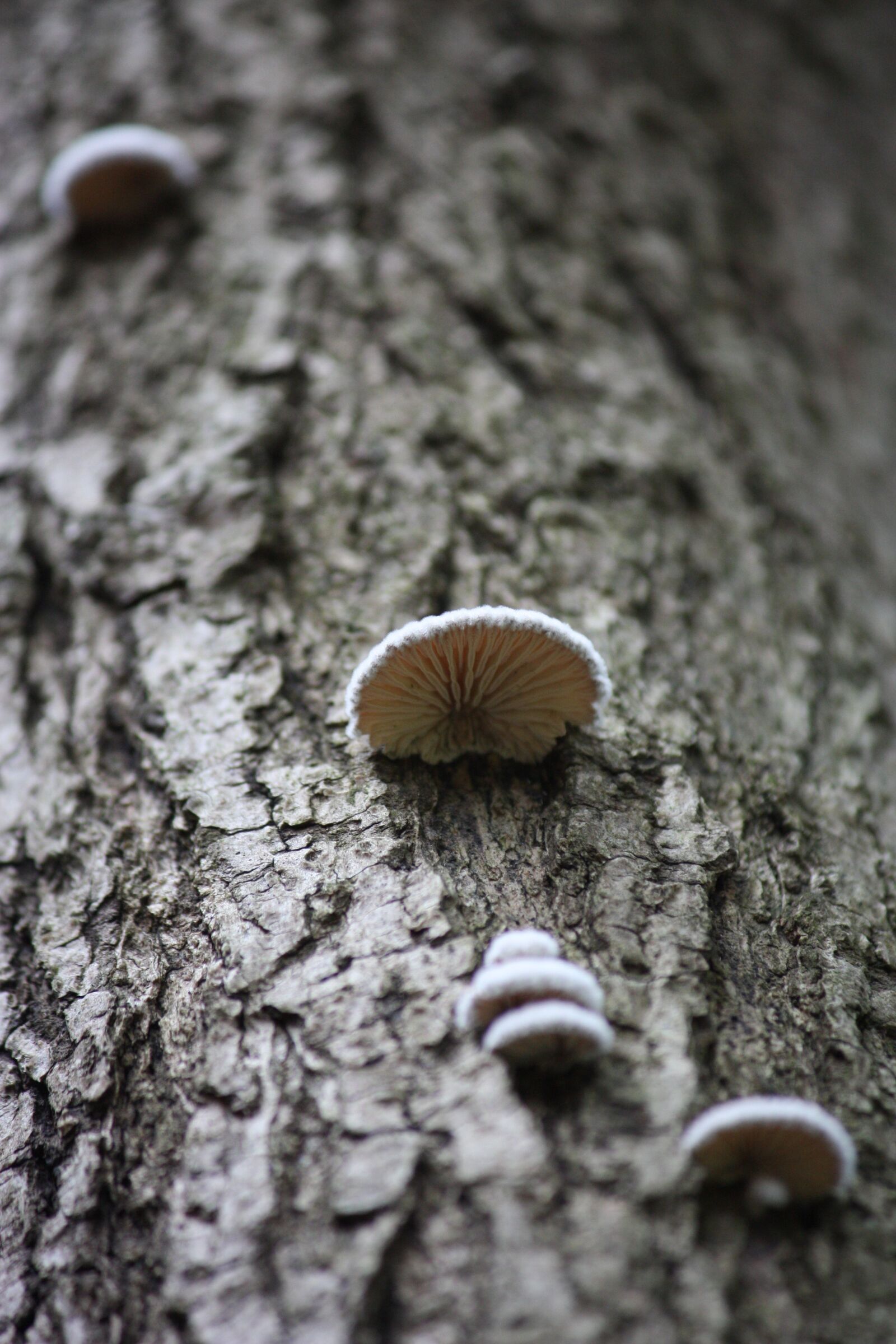 Canon EOS 450D (EOS Rebel XSi / EOS Kiss X2) sample photo. Fungus, wood, mushroom wild photography