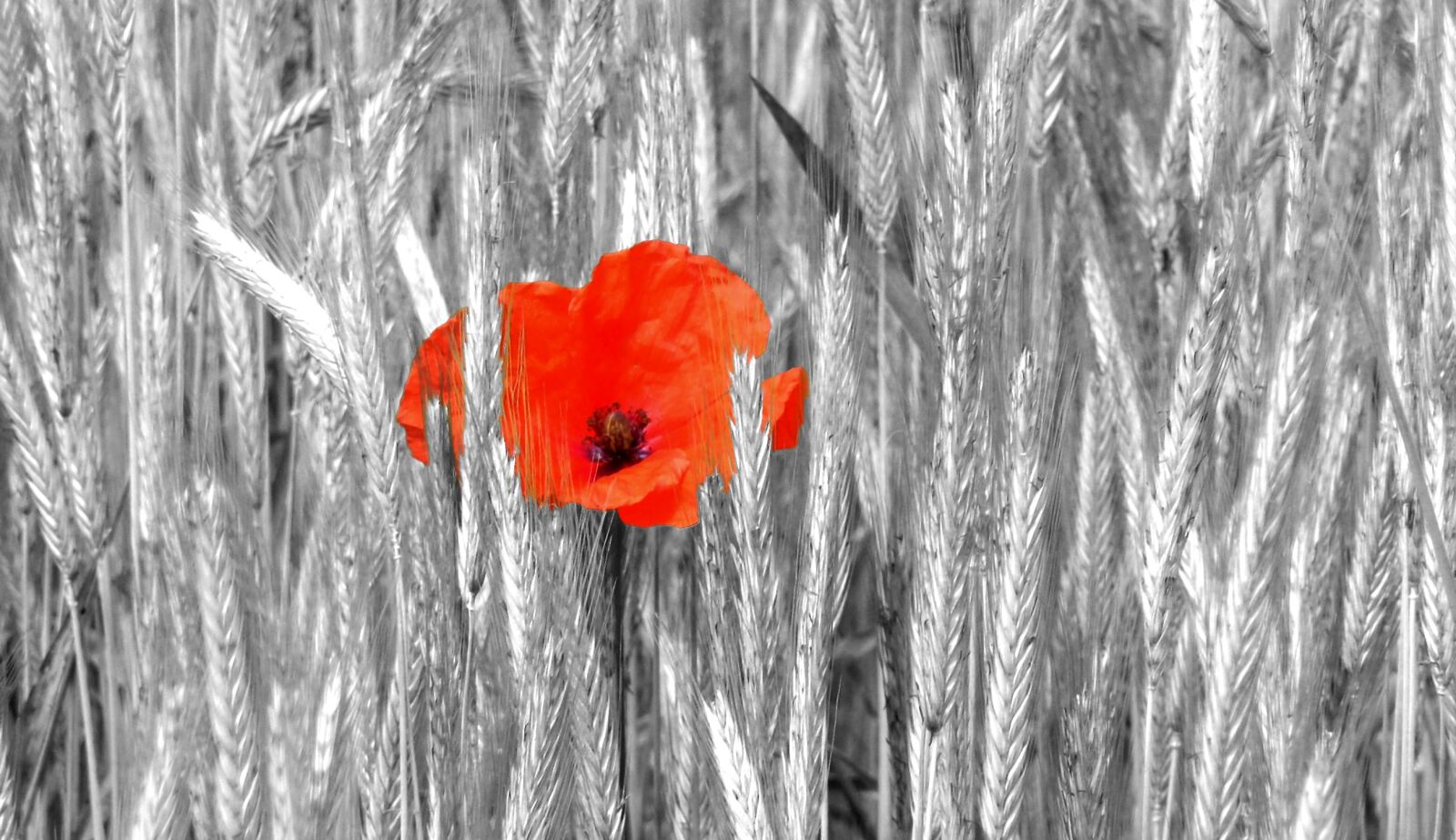 Panasonic DMC-TZ7 sample photo. Background, nature, flower photography