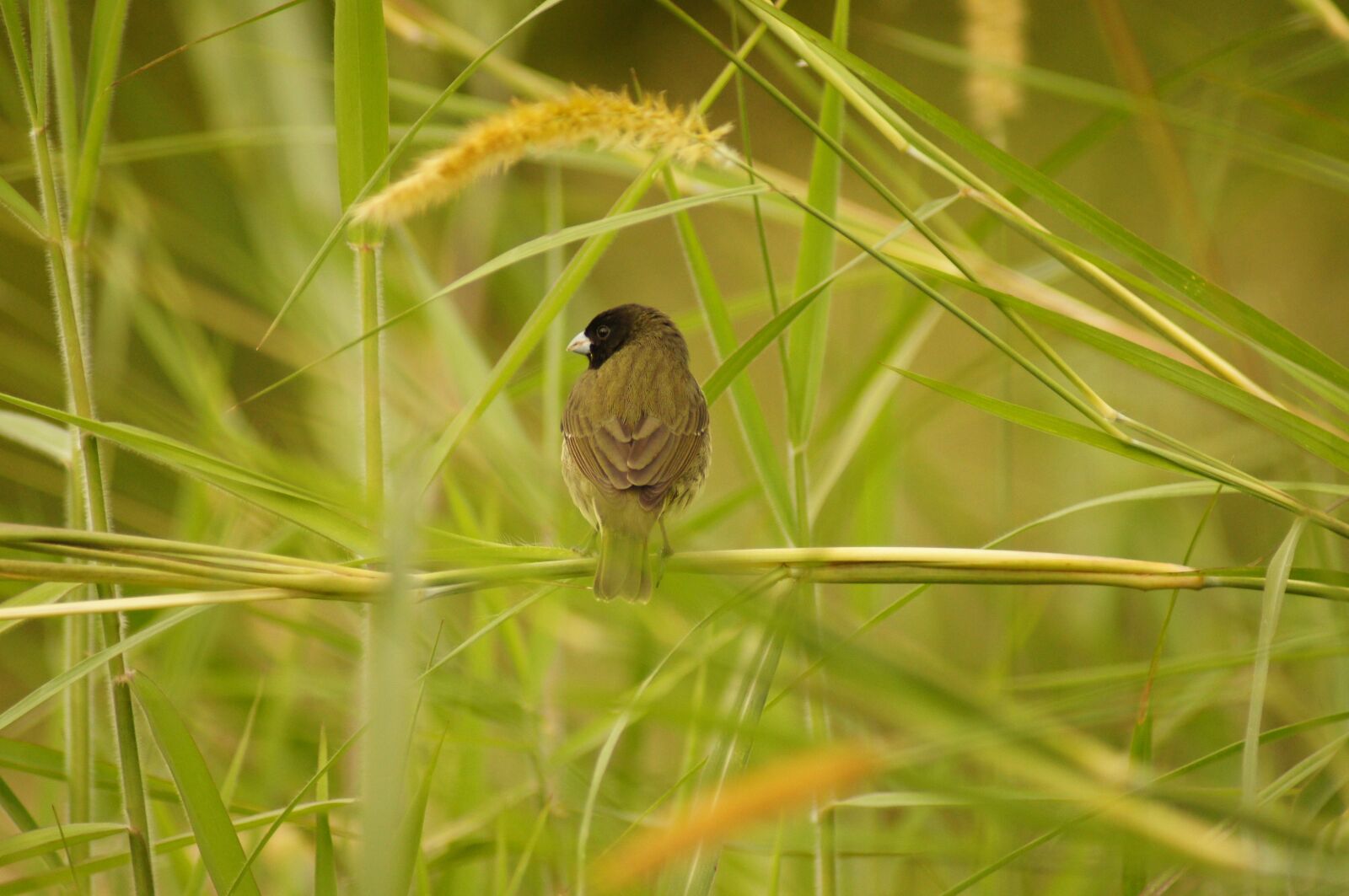 Sony SLT-A55 (SLT-A55V) sample photo. Nature, fauna, flora photography