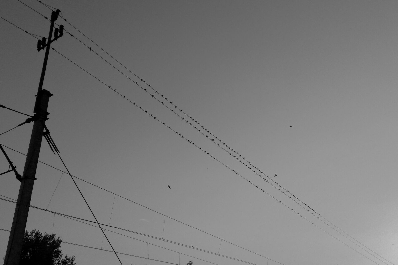 Samsung Galaxy S4 Mini sample photo. Birds, cables photography