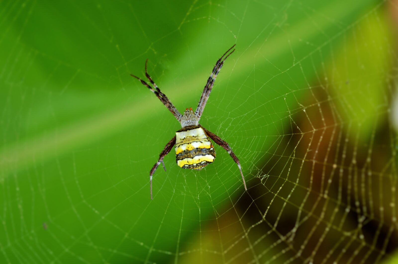 Nikon D3200 sample photo. Spider, web, trap photography