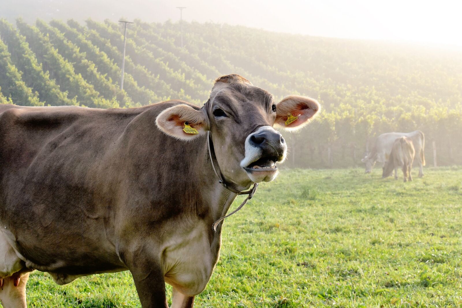 Nikon D5500 sample photo. Cows, cattle, animal photography