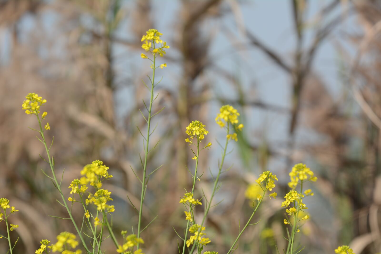 Nikon D7100 sample photo. Flowers, outdoor, summers photography