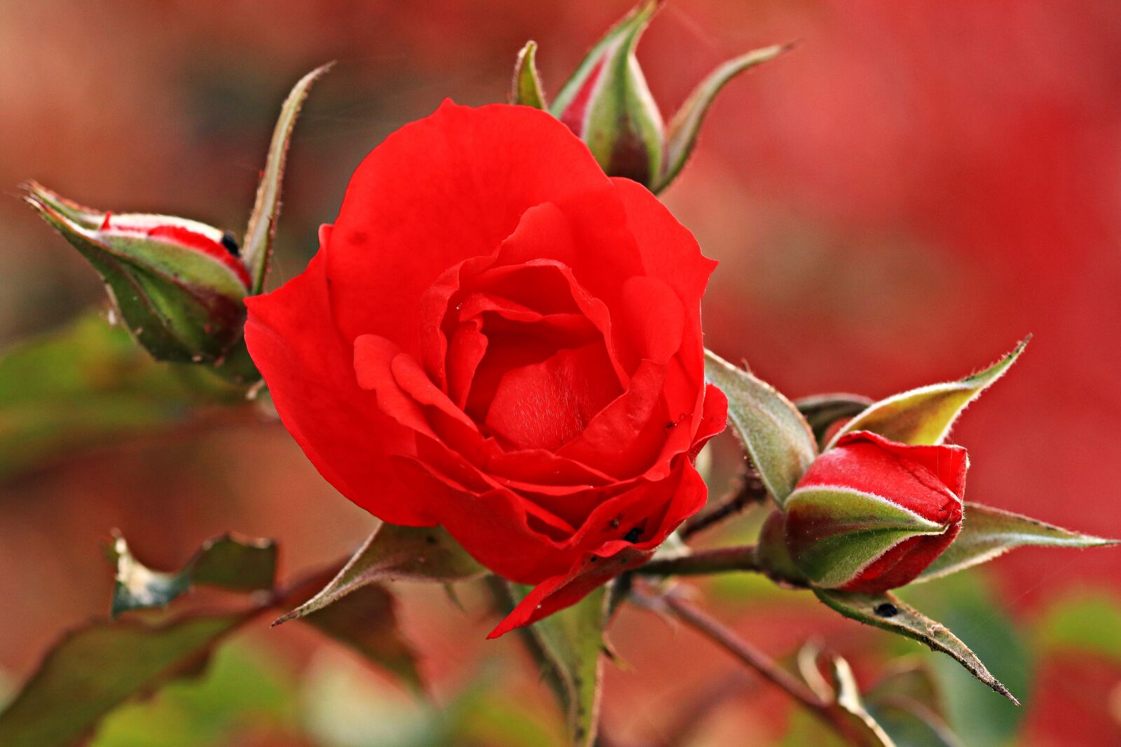 Canon EOS 80D sample photo. Rose, red rose, garden photography