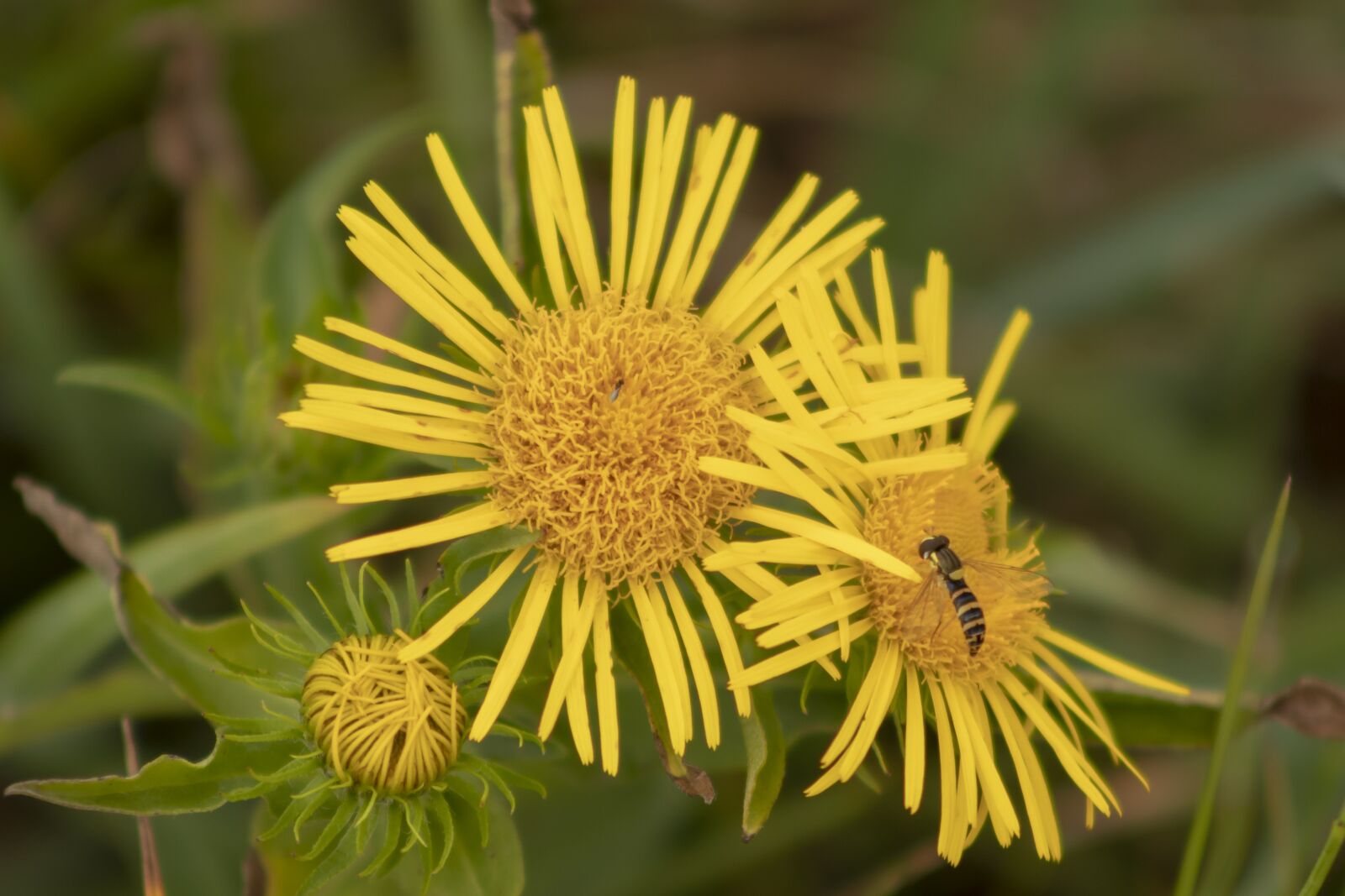 Canon EF75-300mm f/4-5.6 sample photo. Wildflower, meadow flower, flower photography