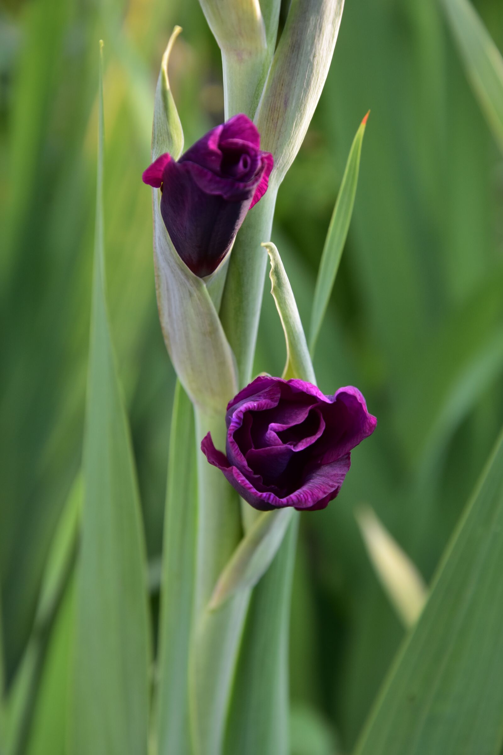 Nikon D7200 sample photo. Gladiolus, flower, summer photography