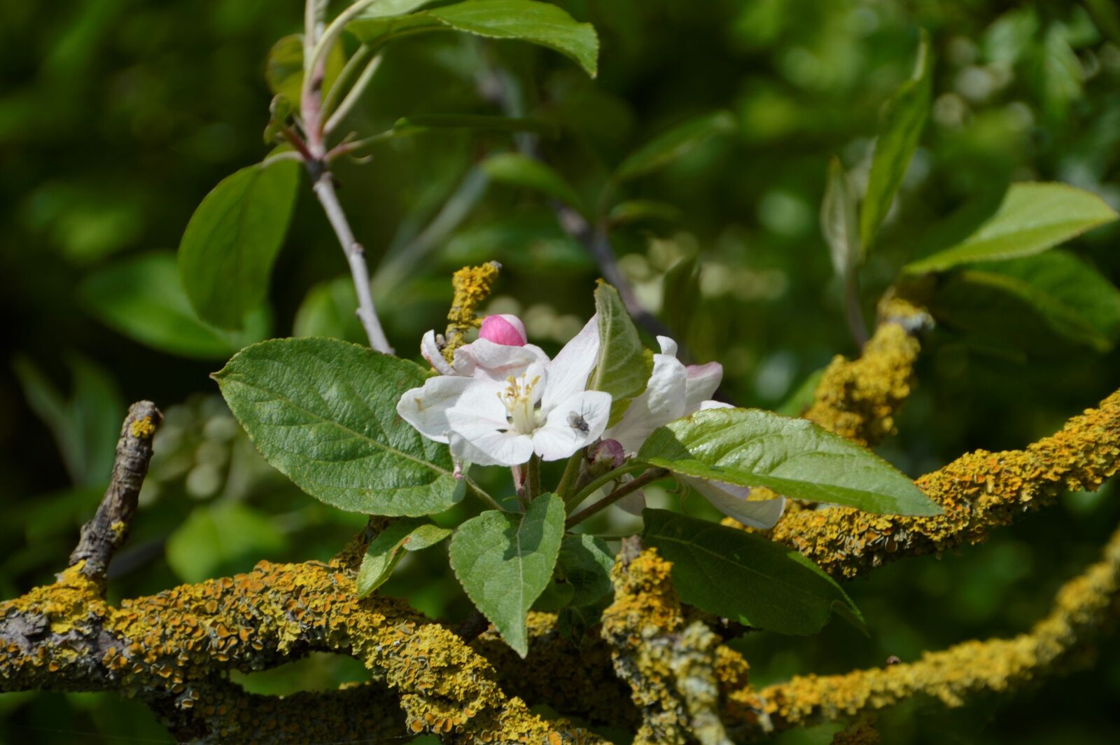 Nikon D3200 sample photo. Tree, flower, leaf photography
