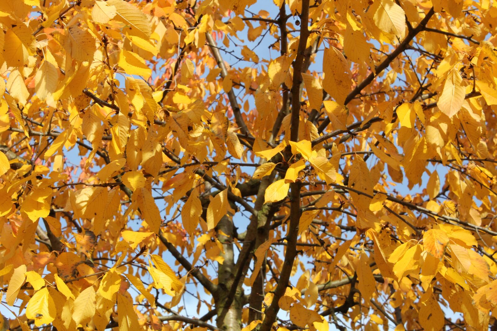 Canon EOS 550D (EOS Rebel T2i / EOS Kiss X4) sample photo. Tree, leaves, autumn photography