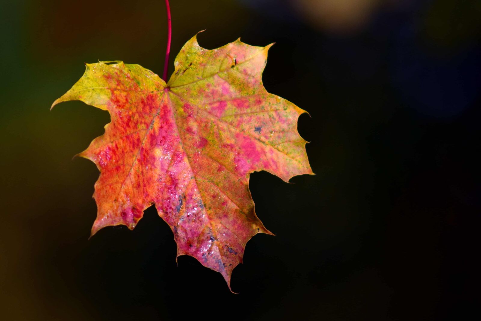 Nikon D3300 sample photo. Leaf, nature, autumn, foliage photography