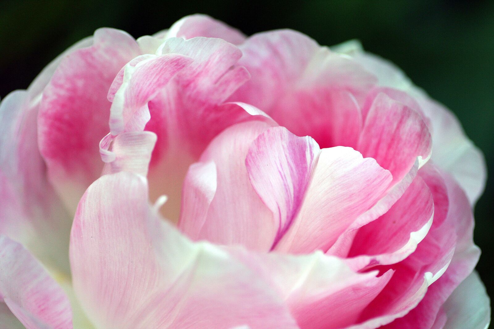Canon EOS 350D (EOS Digital Rebel XT / EOS Kiss Digital N) sample photo. Peony, flower, plant photography