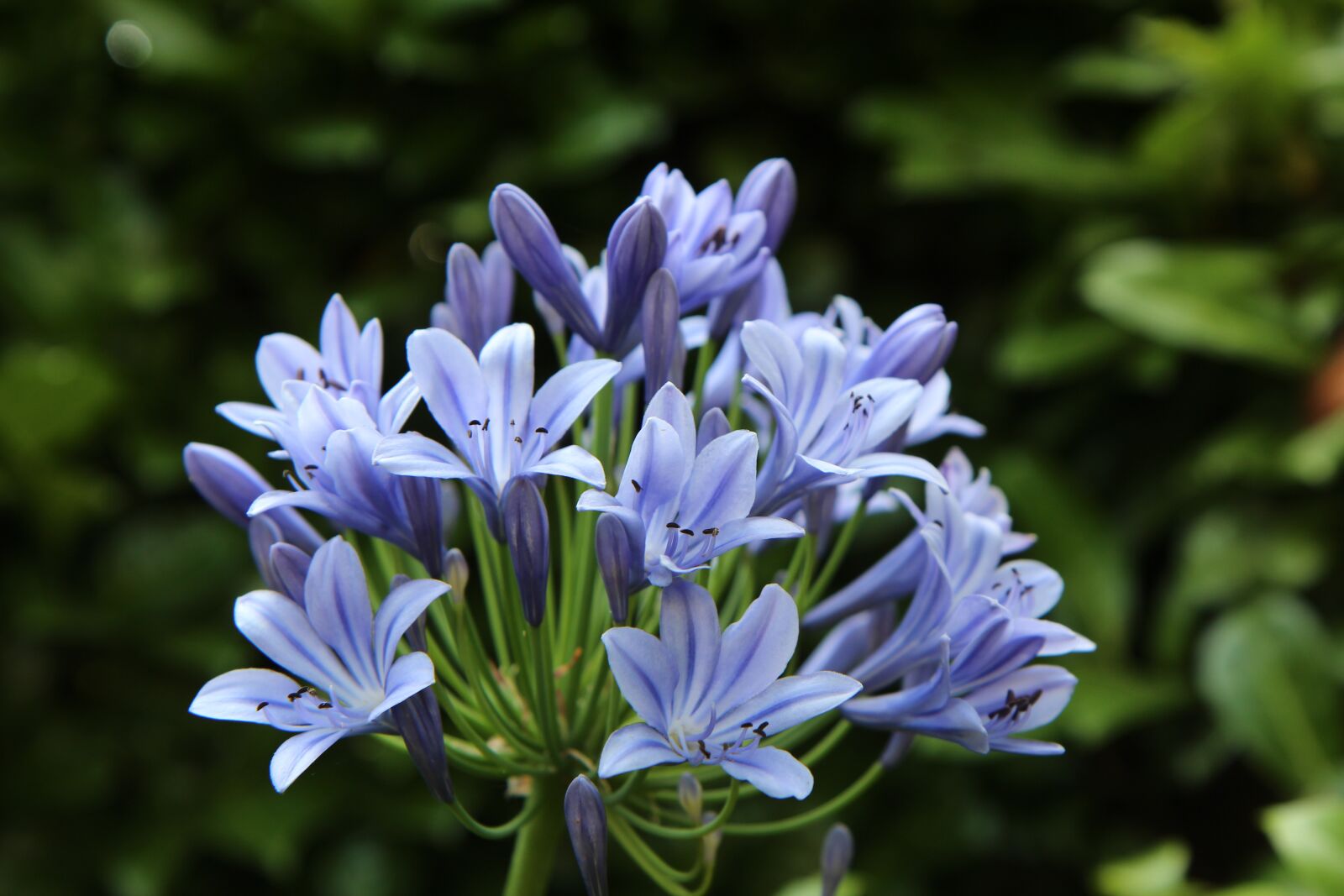 Canon EOS 600D (Rebel EOS T3i / EOS Kiss X5) sample photo. Agapanthus, african lily blue photography