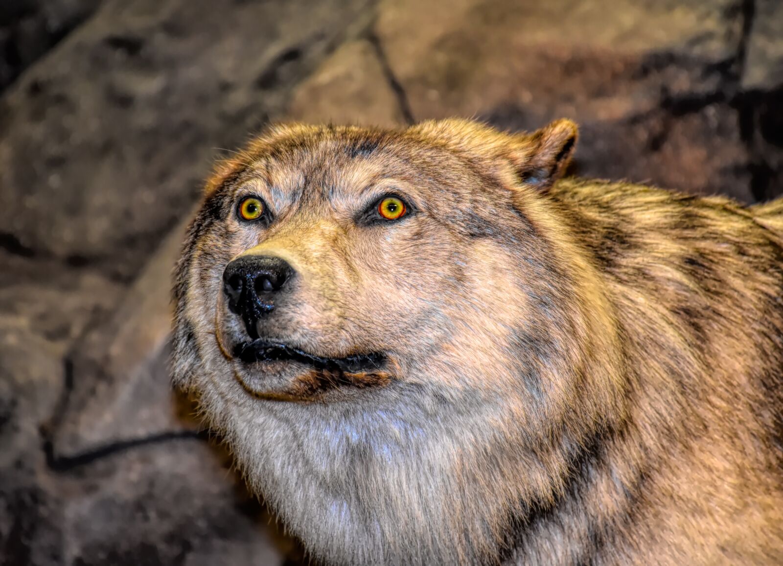 Nikon D5500 sample photo. Wolf, head, predator photography