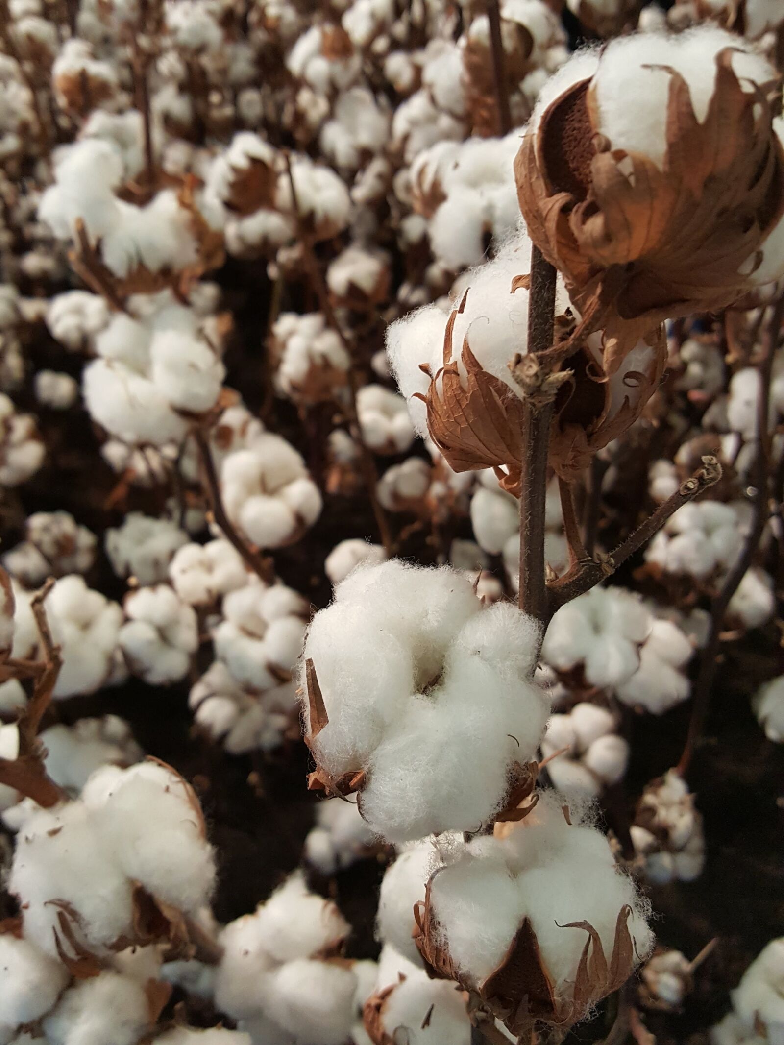 Samsung Galaxy S6 sample photo. Wool, cotton, blossom photography